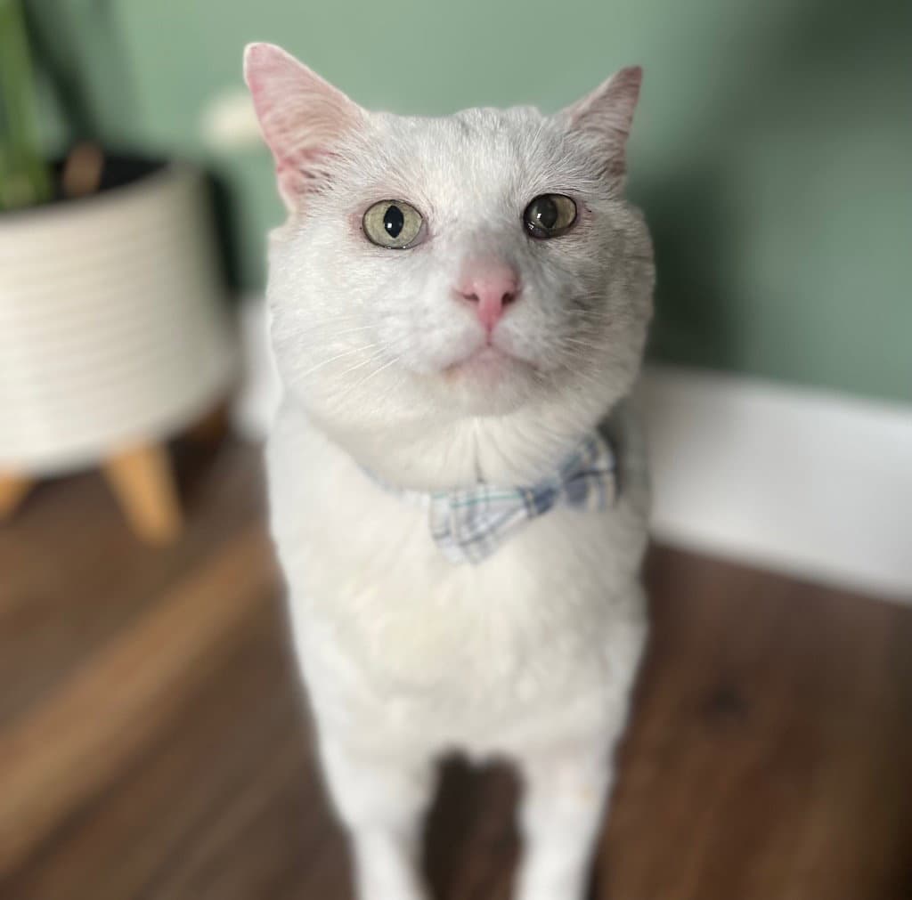 Theodore
