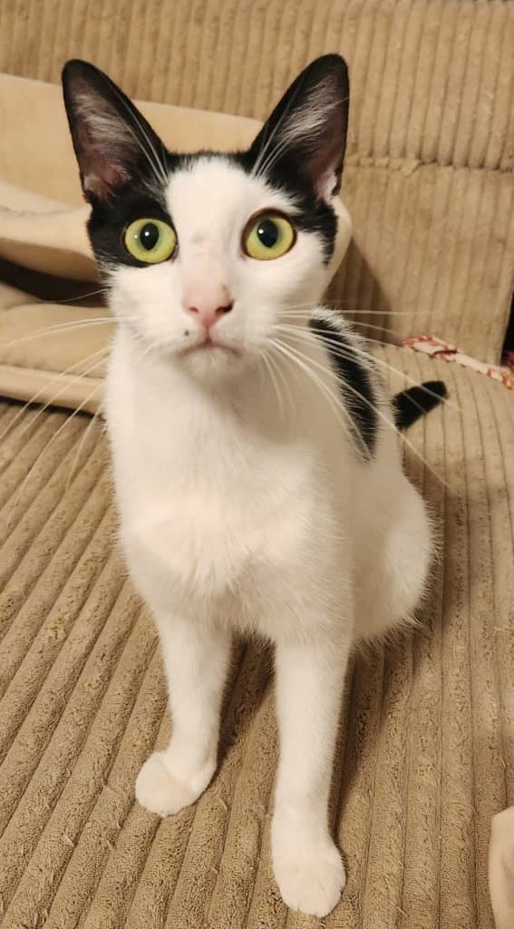 Maggie
