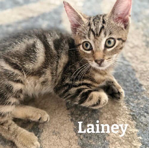 Lane