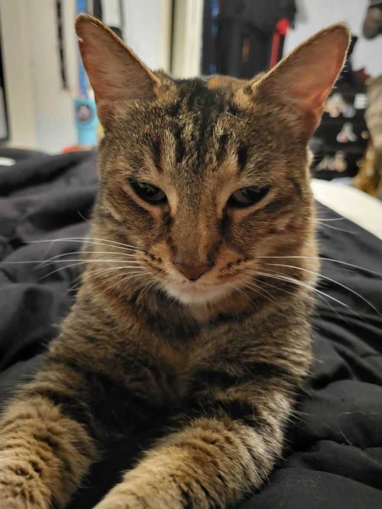 Mishi