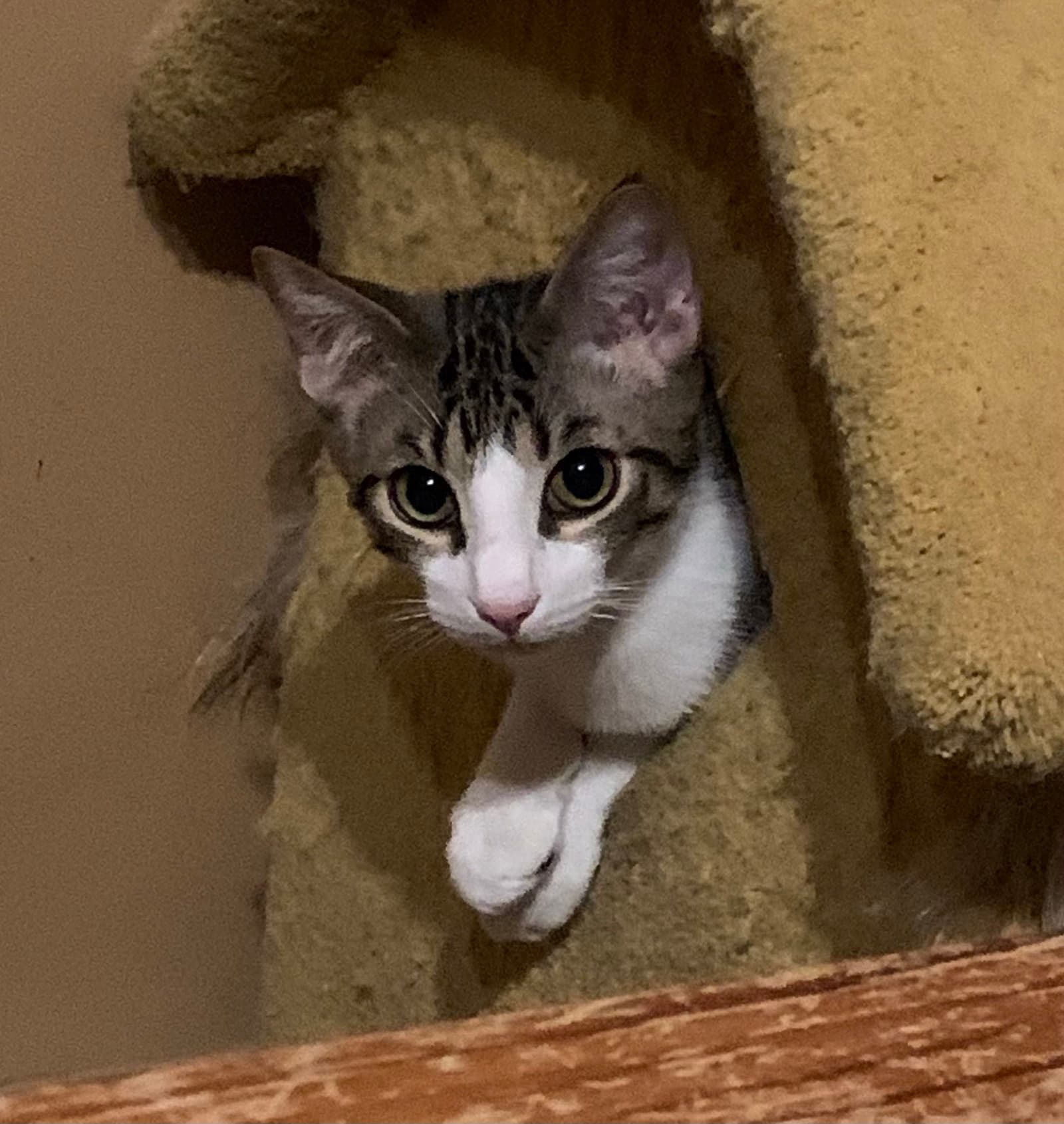 Theodore (Teddy)