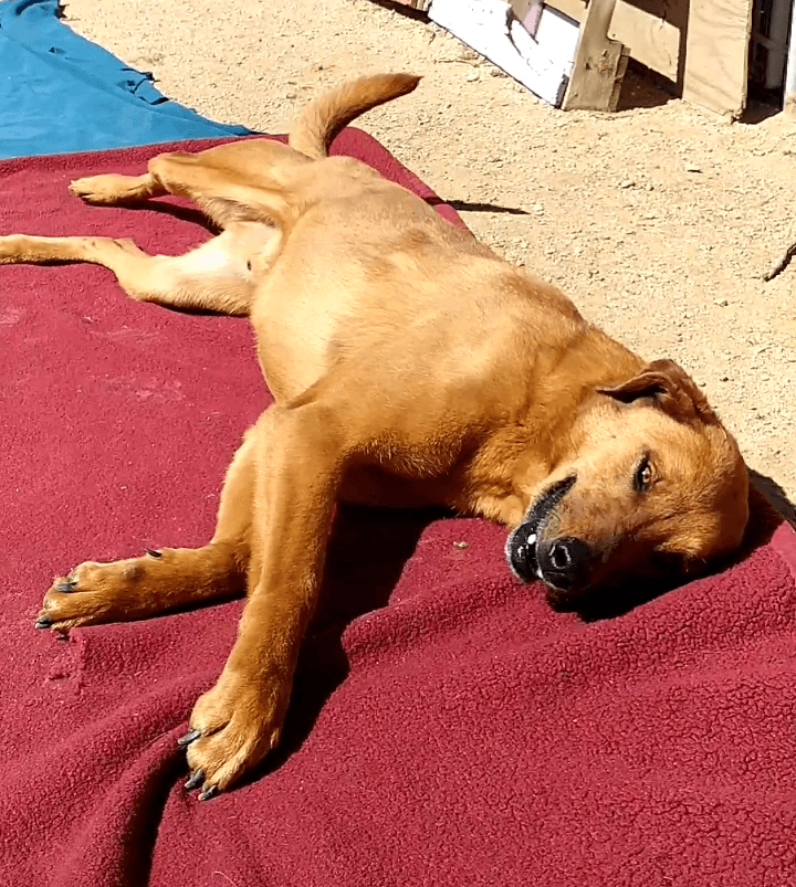 Buster - **