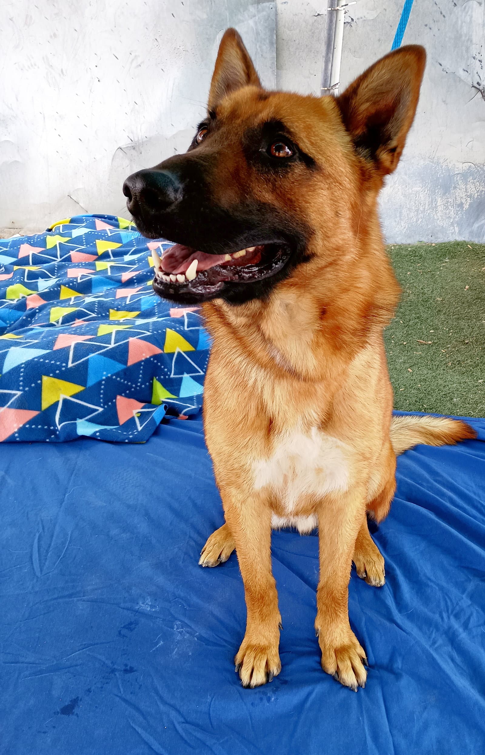 Angelito-in Foster care