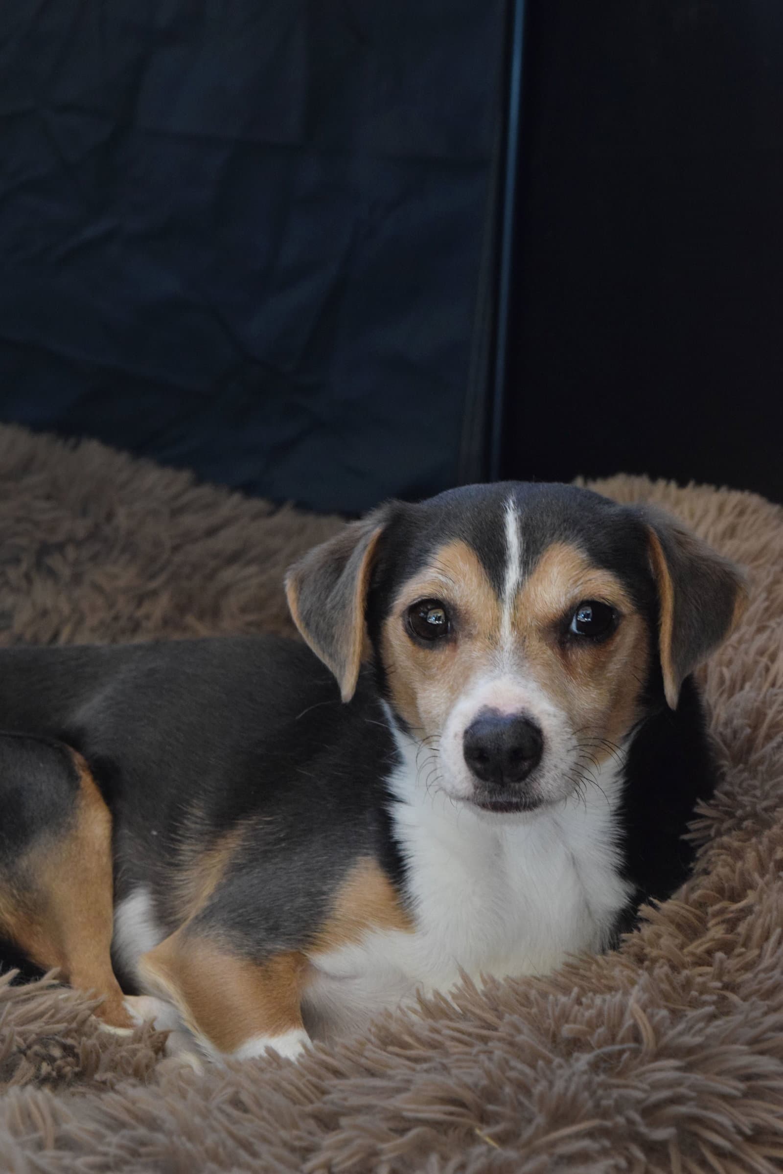 Cruiser-Tiny cutie