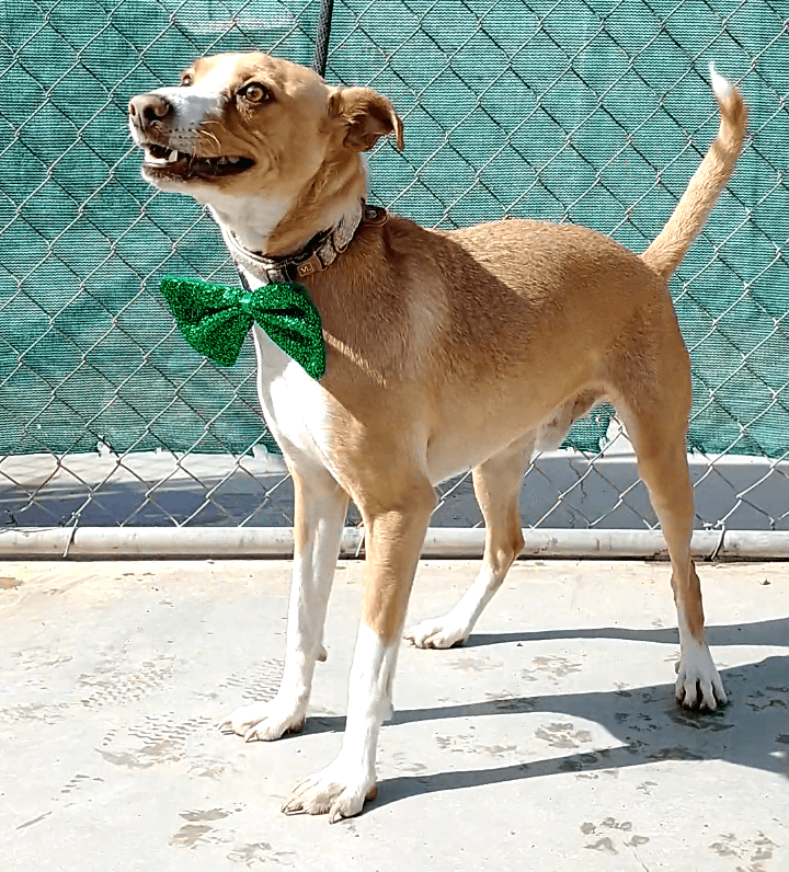 Milo-ADOPTED 9/10/26