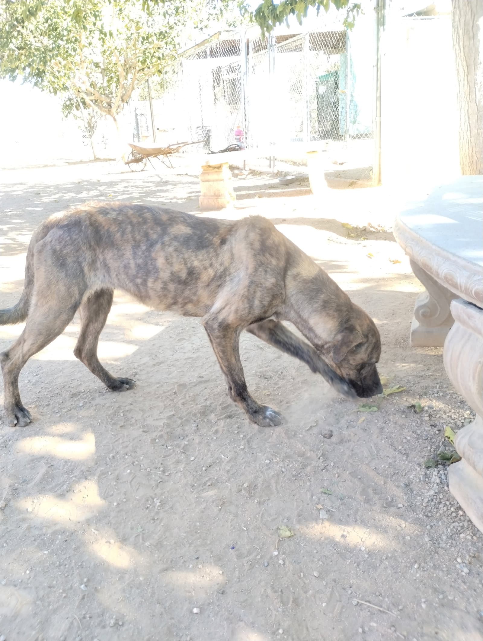Parvati-good candidate for therapy pooch