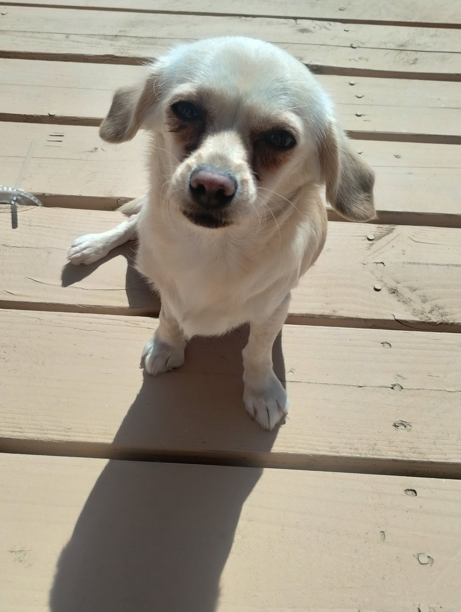 Coco- real cuddler and loverbug