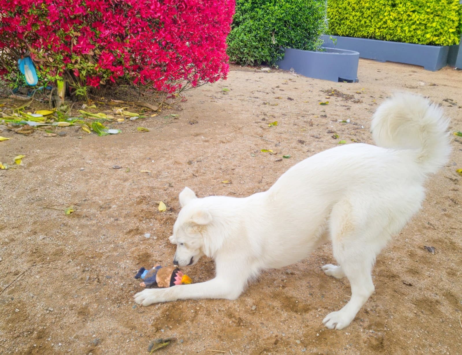 Pearl-ADOPTION PENDING