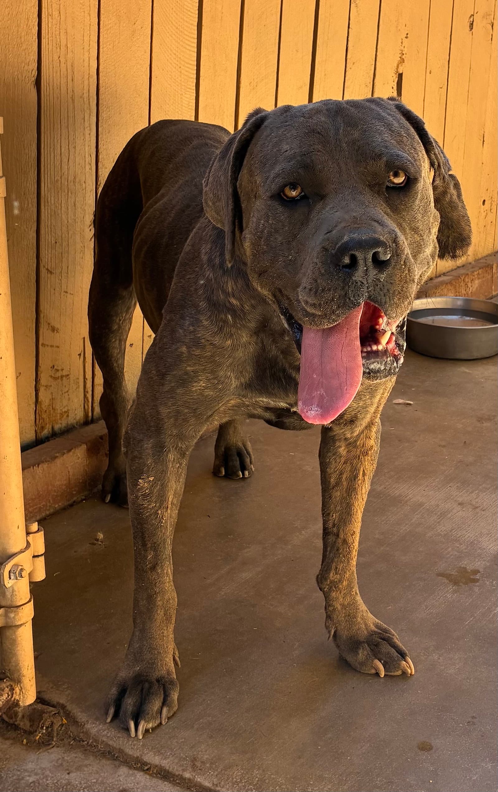 Big Boy-Fabulous Personality