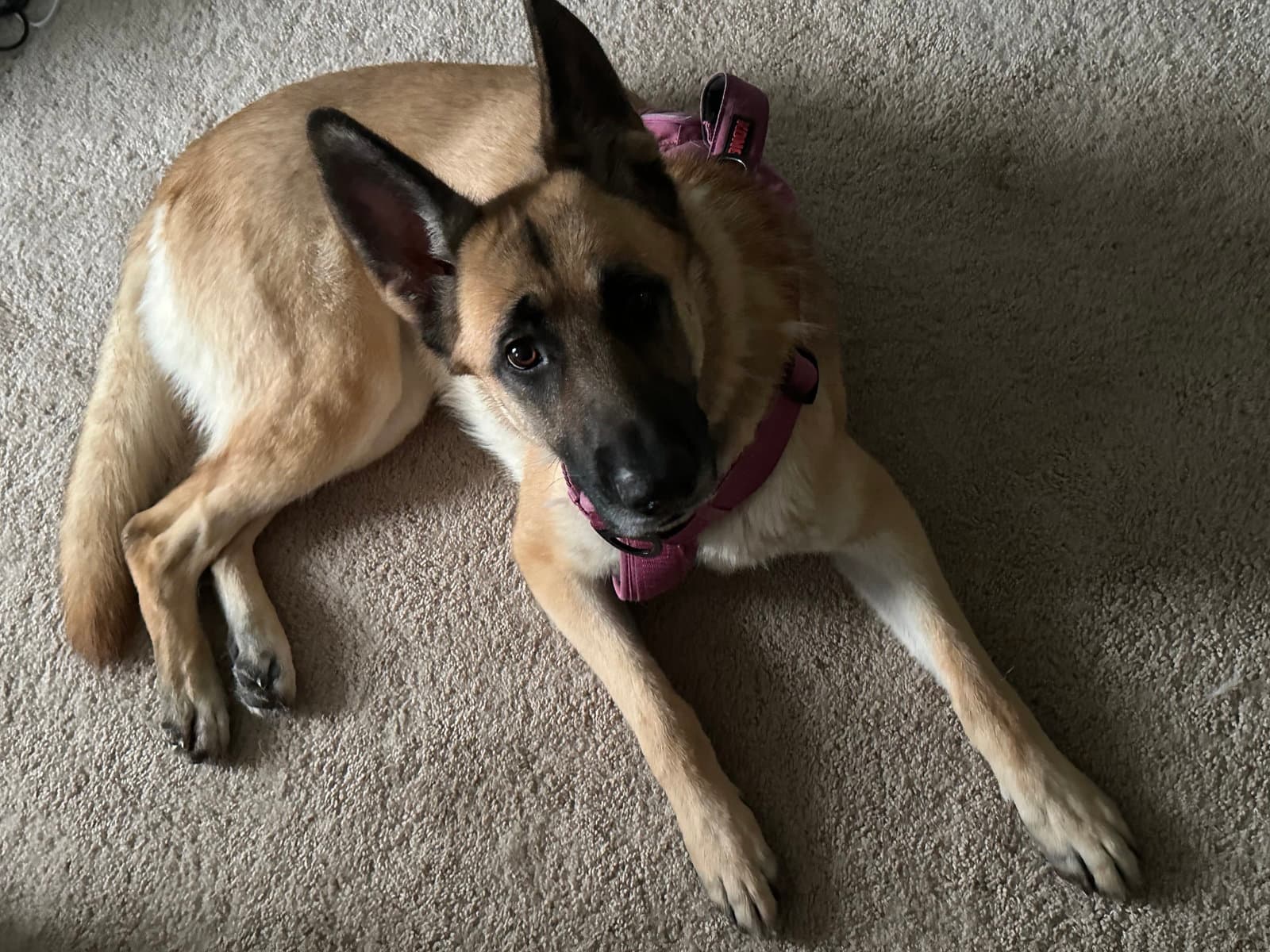 Nova (CL)