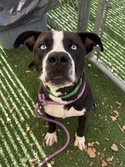 CYCLONE
