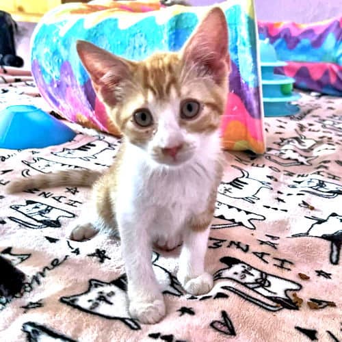Simba