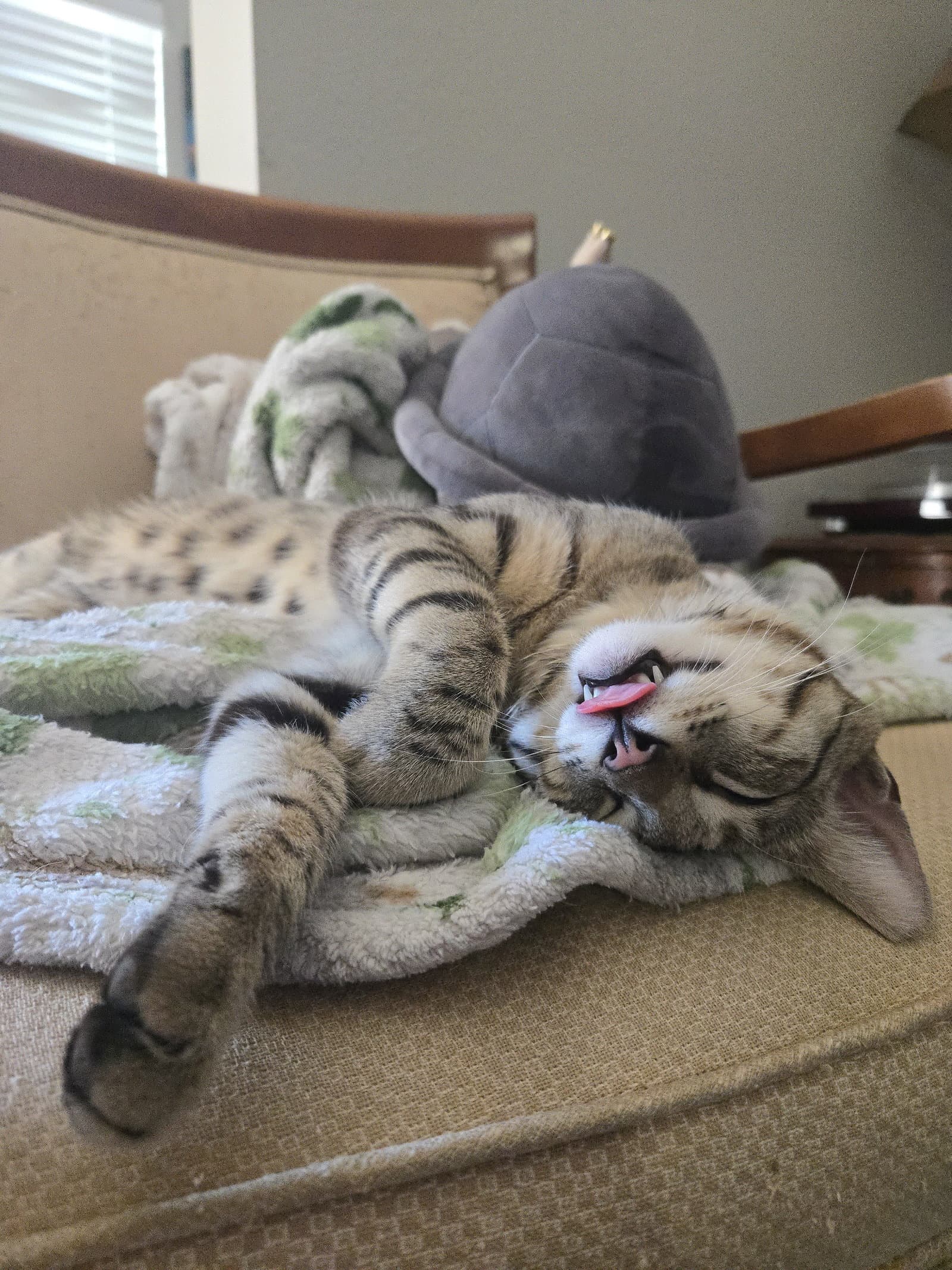 Mr. Boy (courtesy)