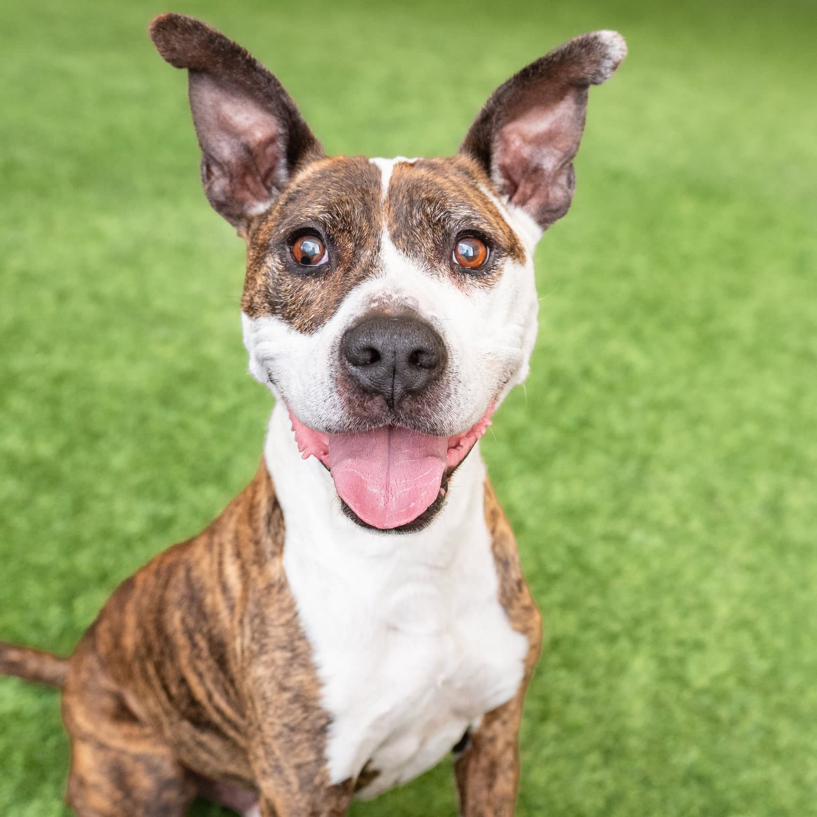 Ziggy the Senior!