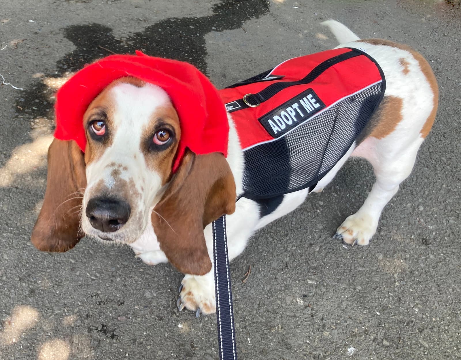Gus (West Sacramento)
