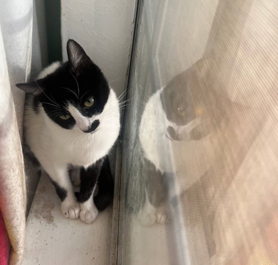 Derry Meow.