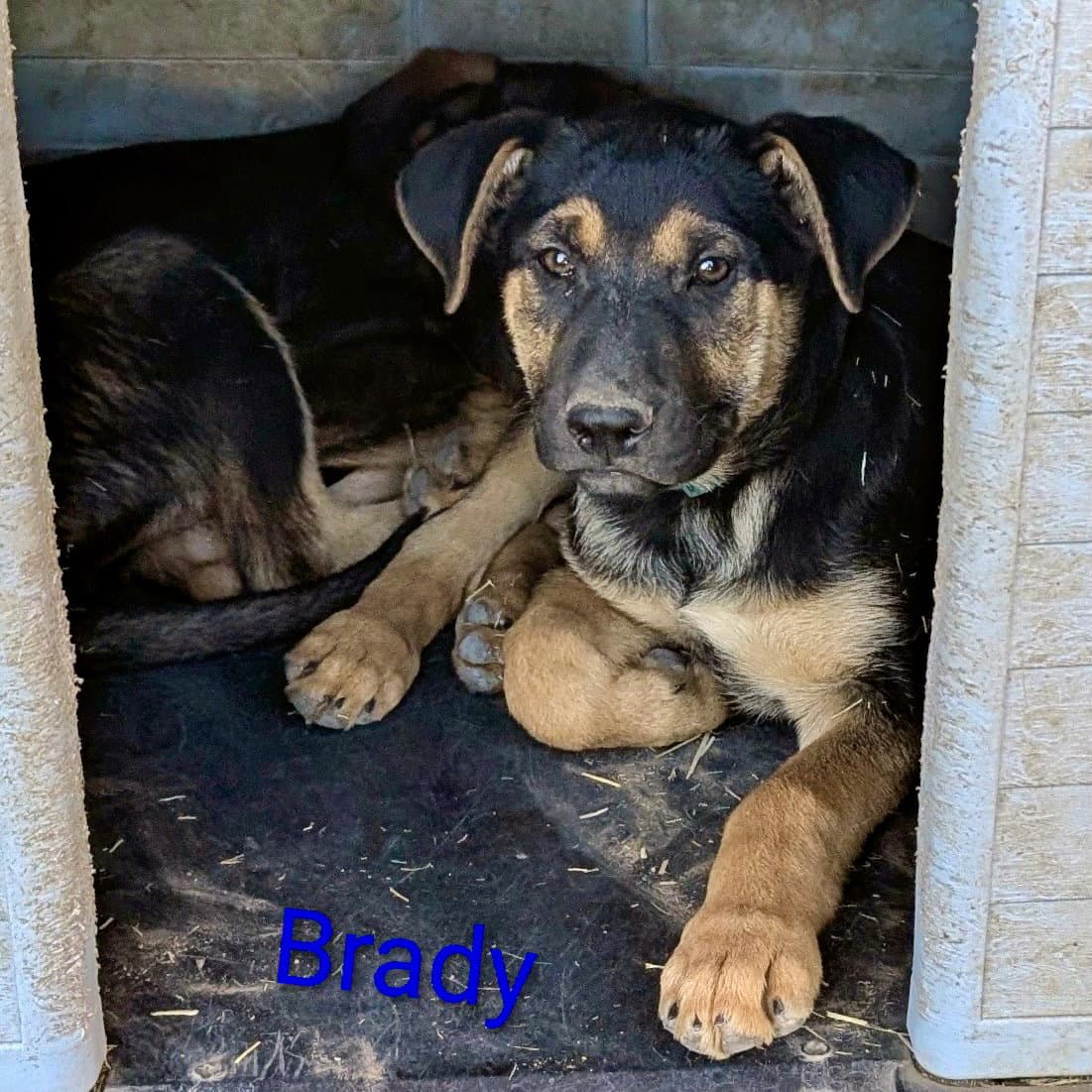Brady