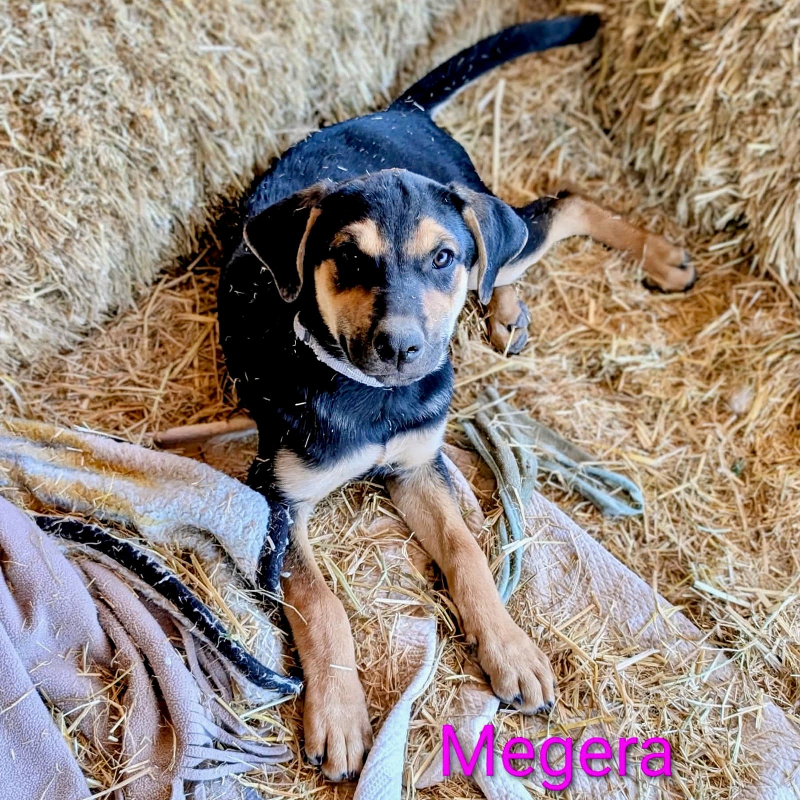 Megera