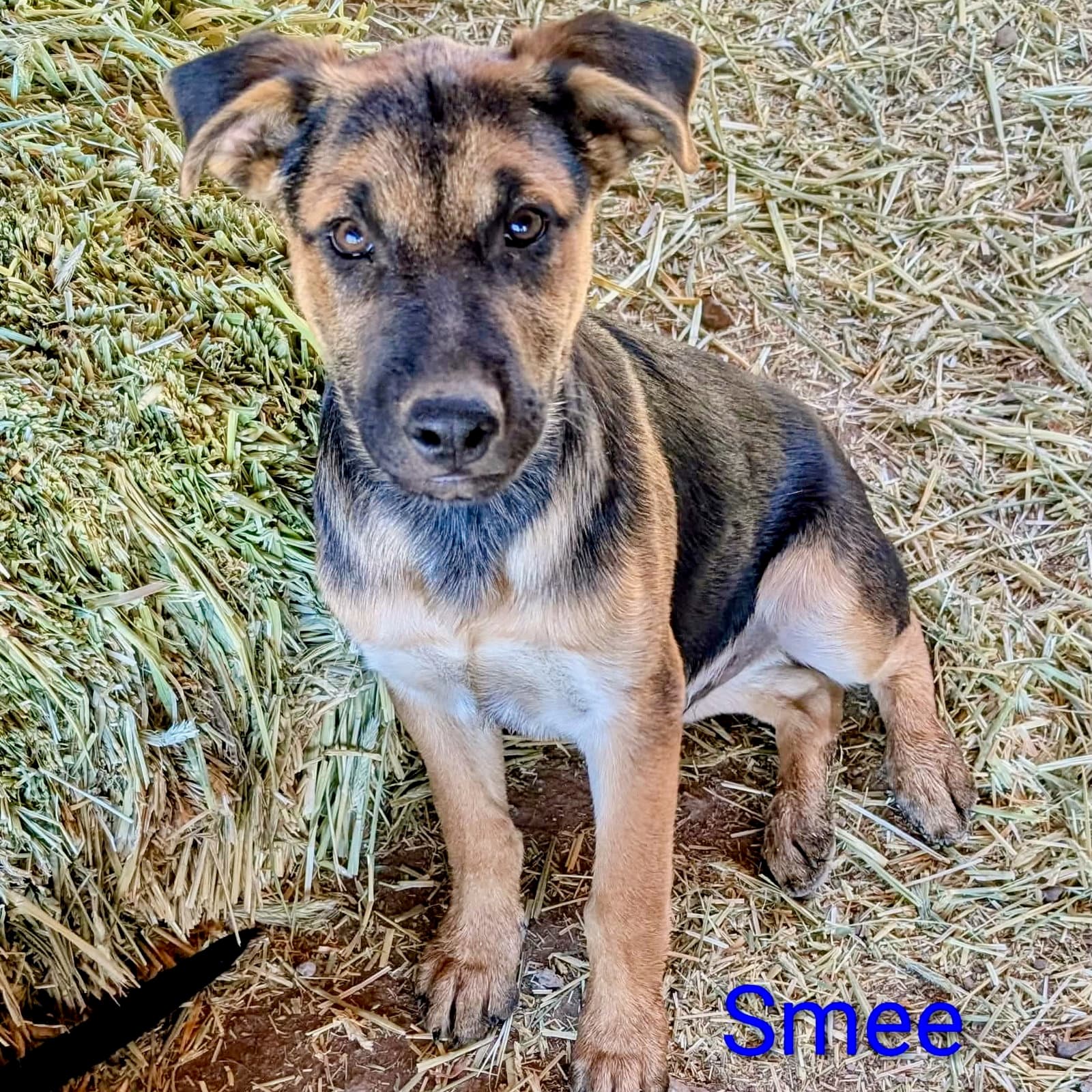 Smee