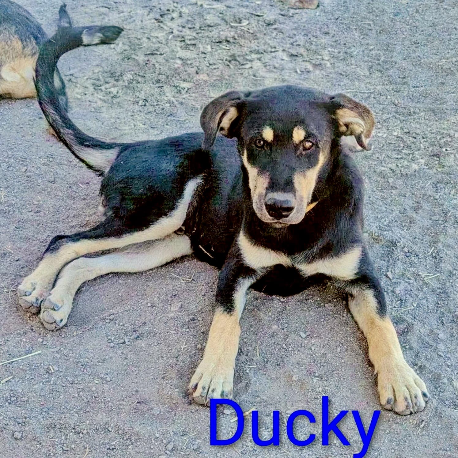 Ducky