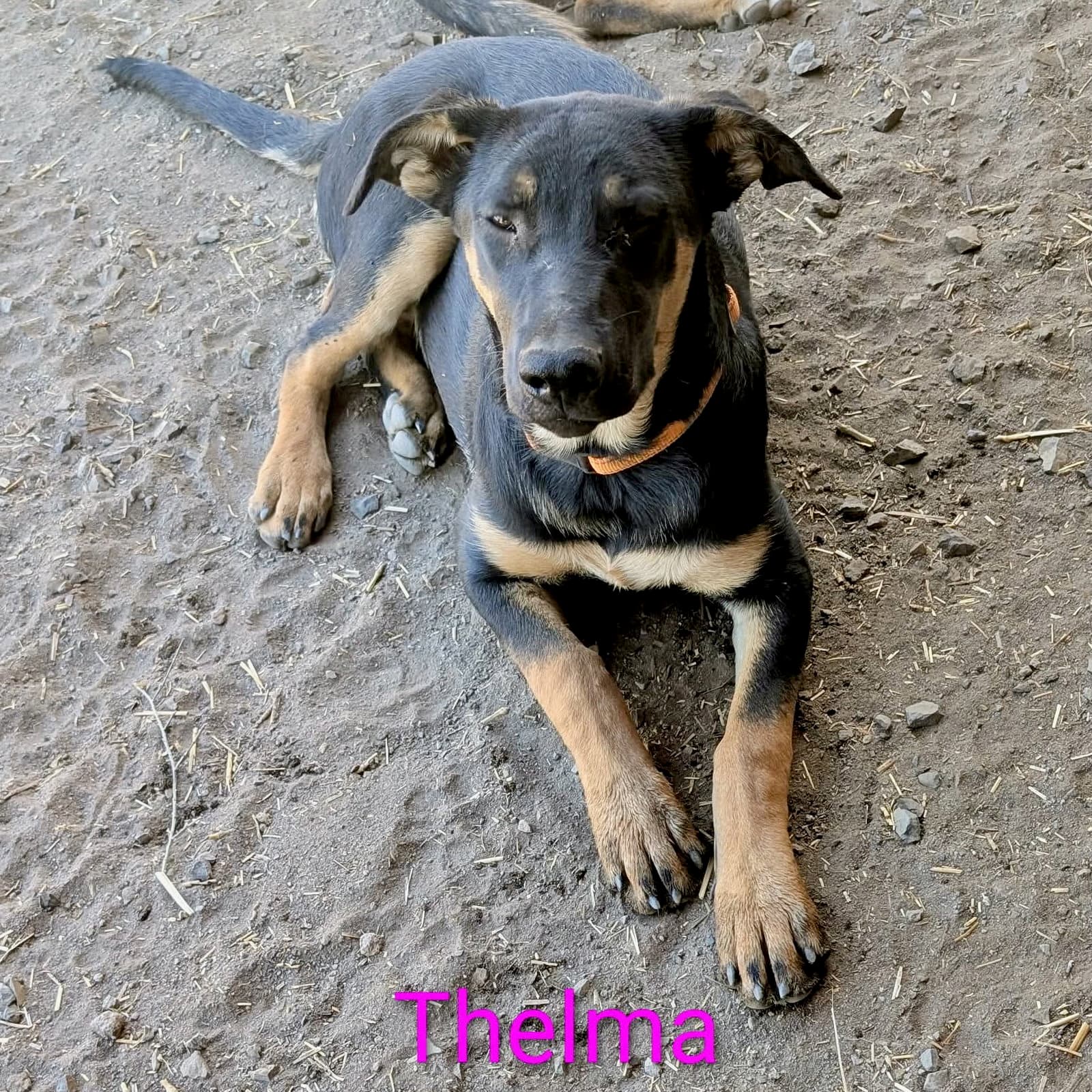 Thelma