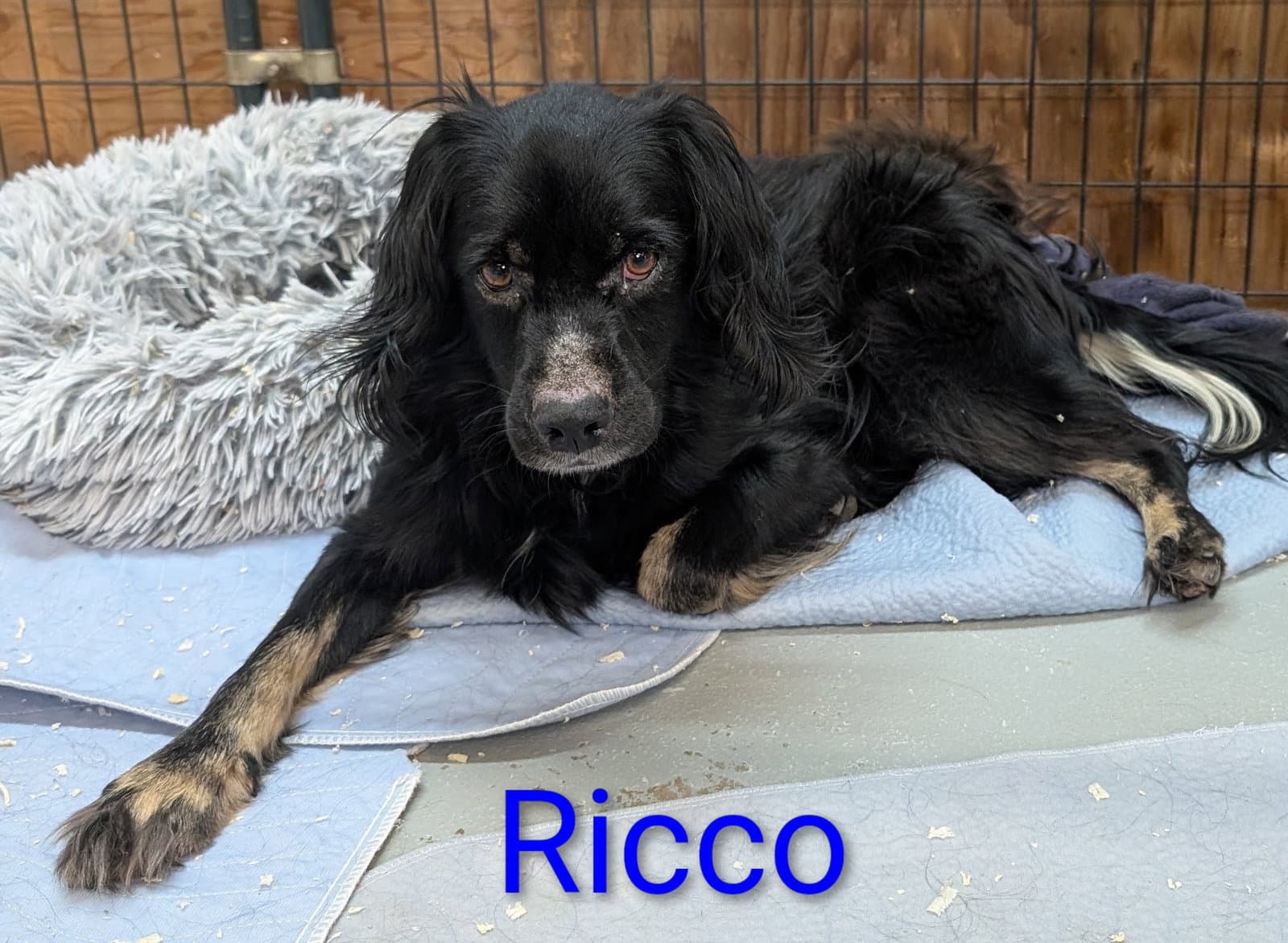 Ricco