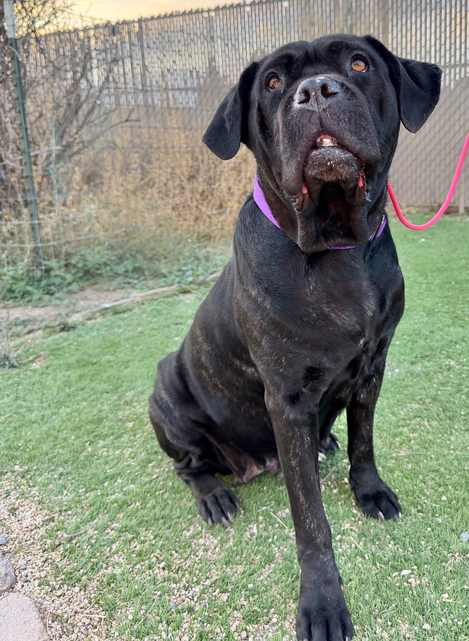 Duchess - I was adopted