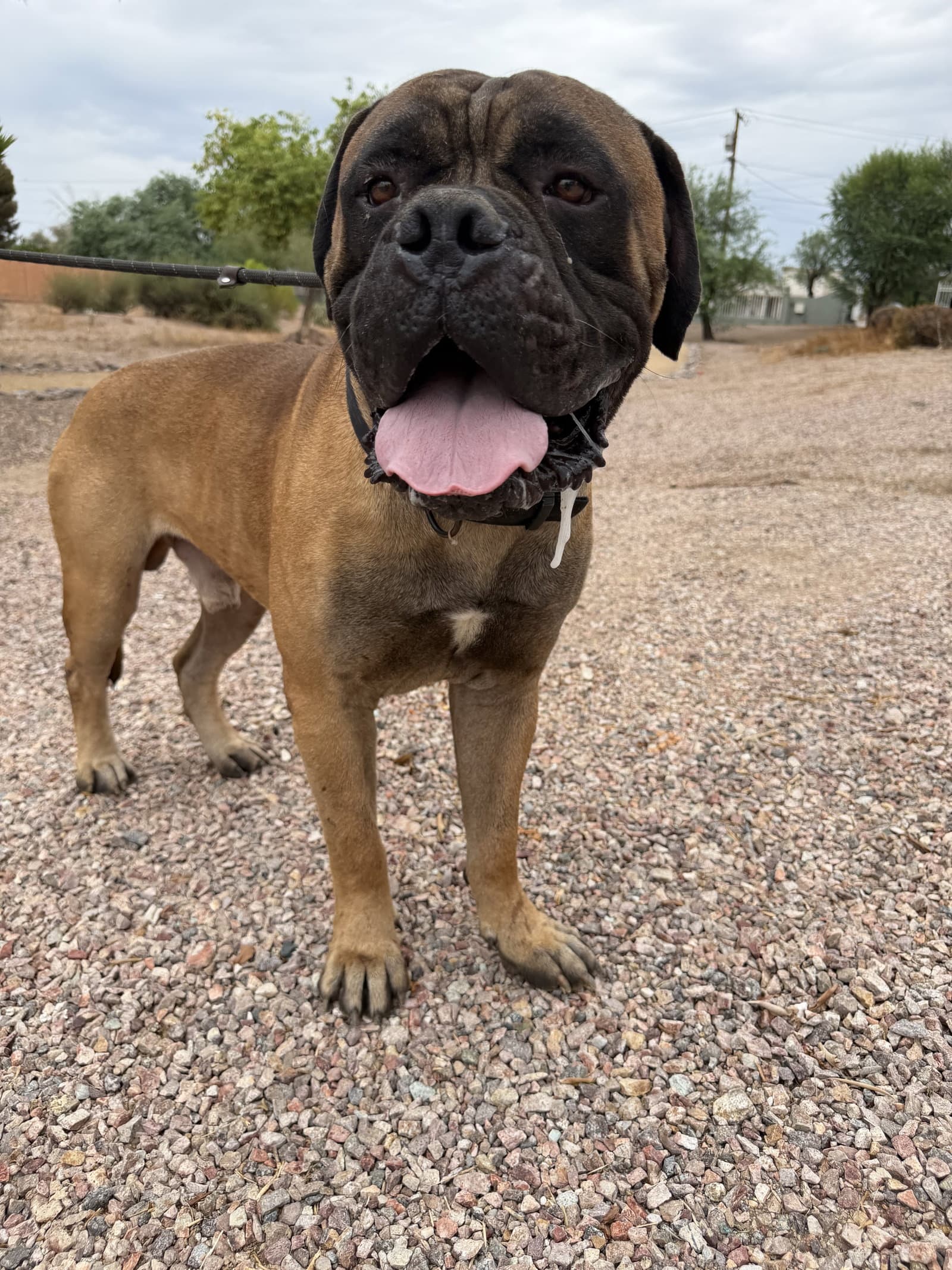 Maverick - I was adopted!