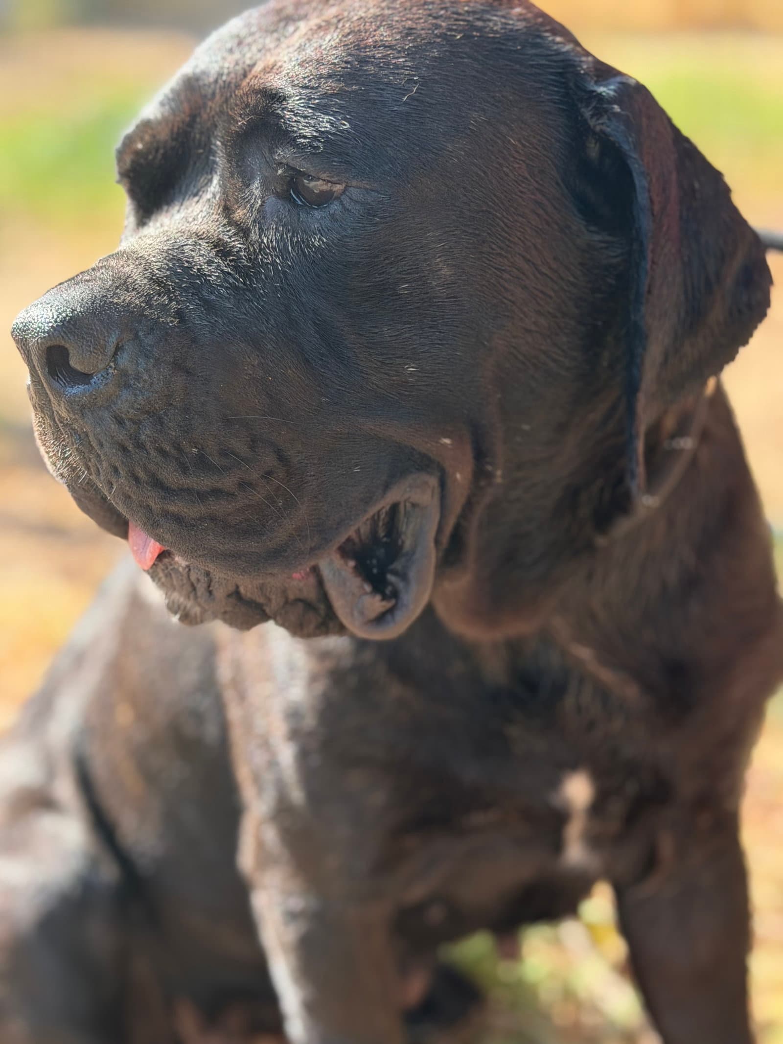 Gigi