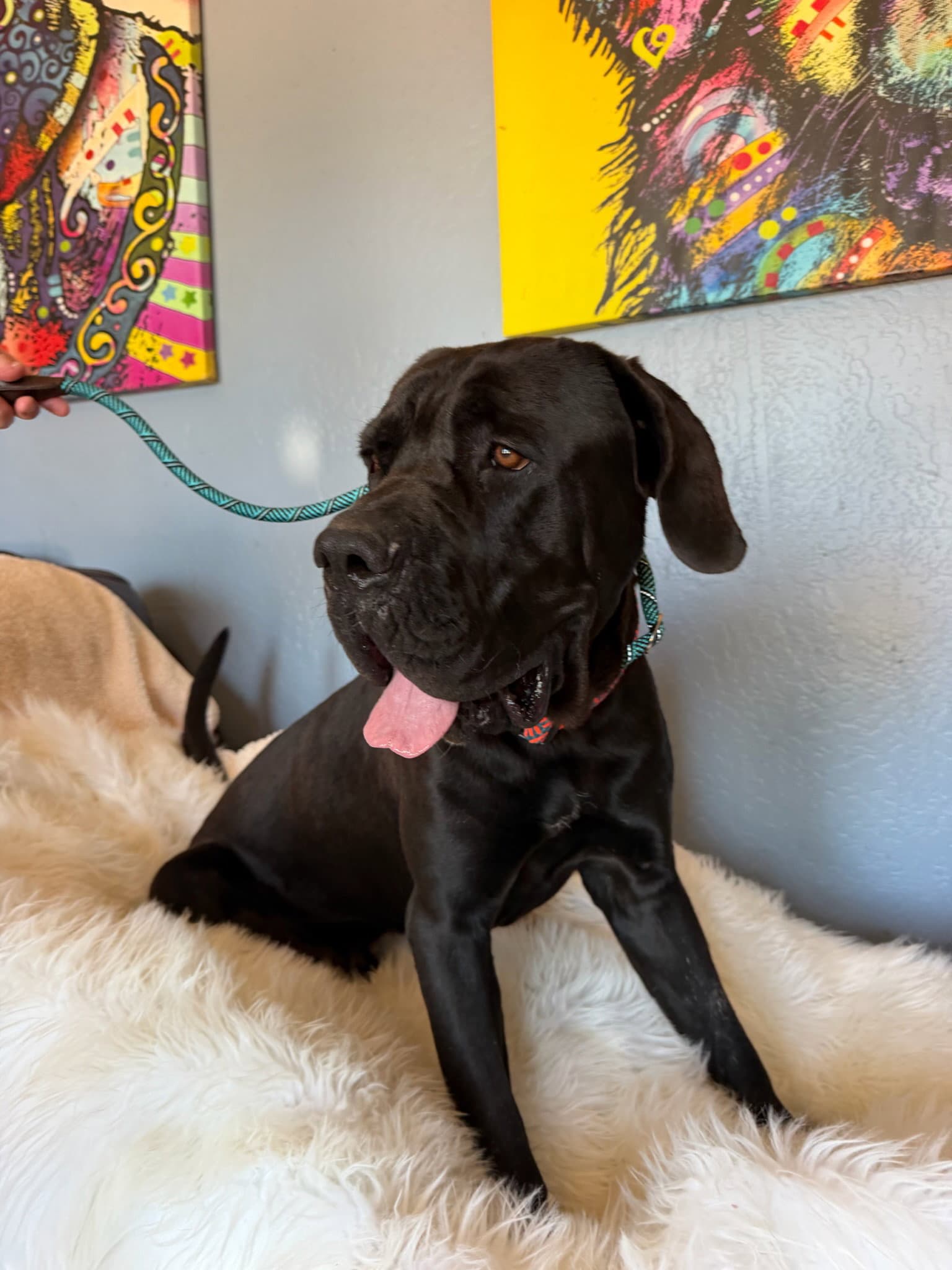 Bronx - I am currently Foster 2 Adopt