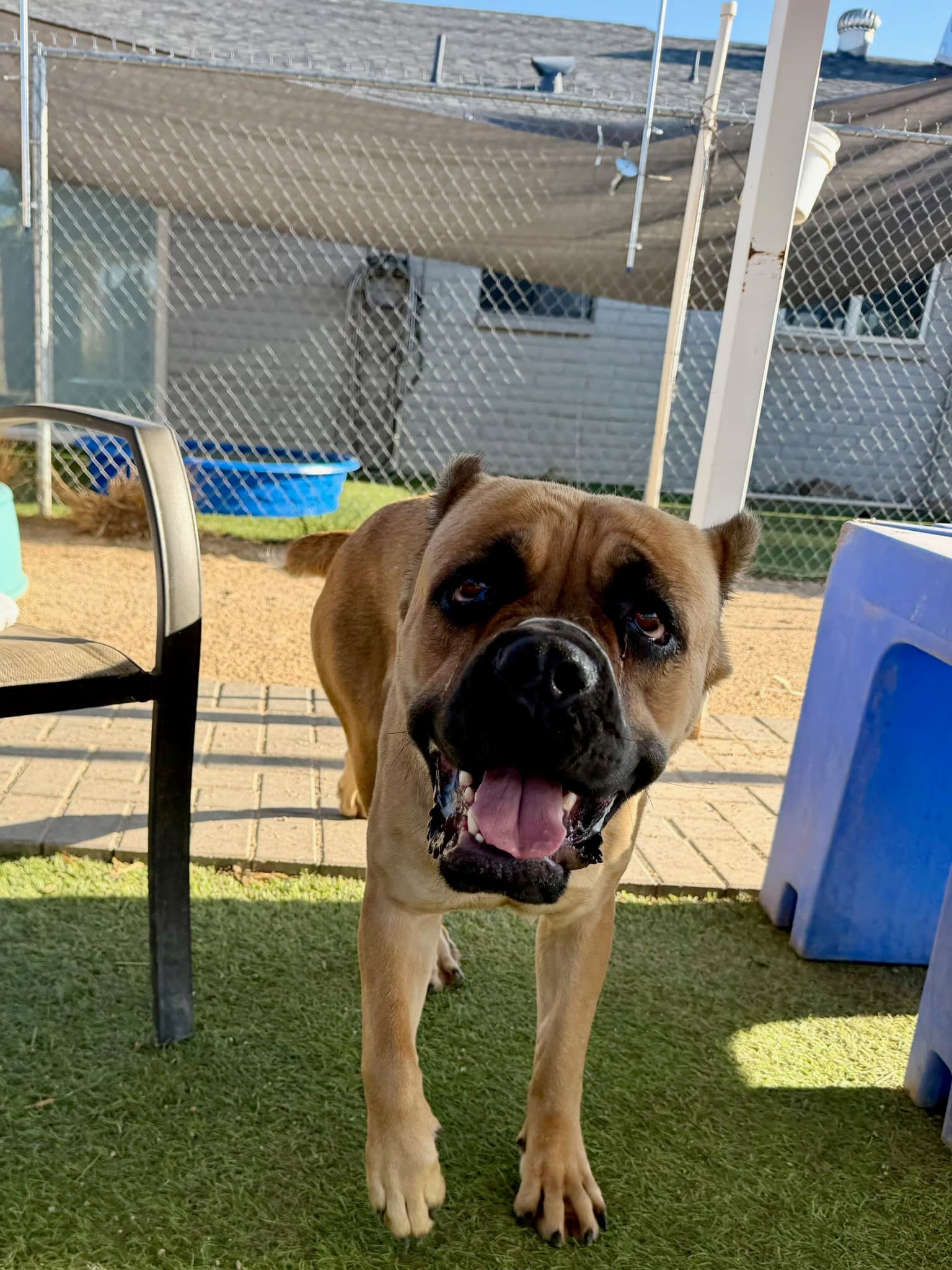 Roma - I was adopted!