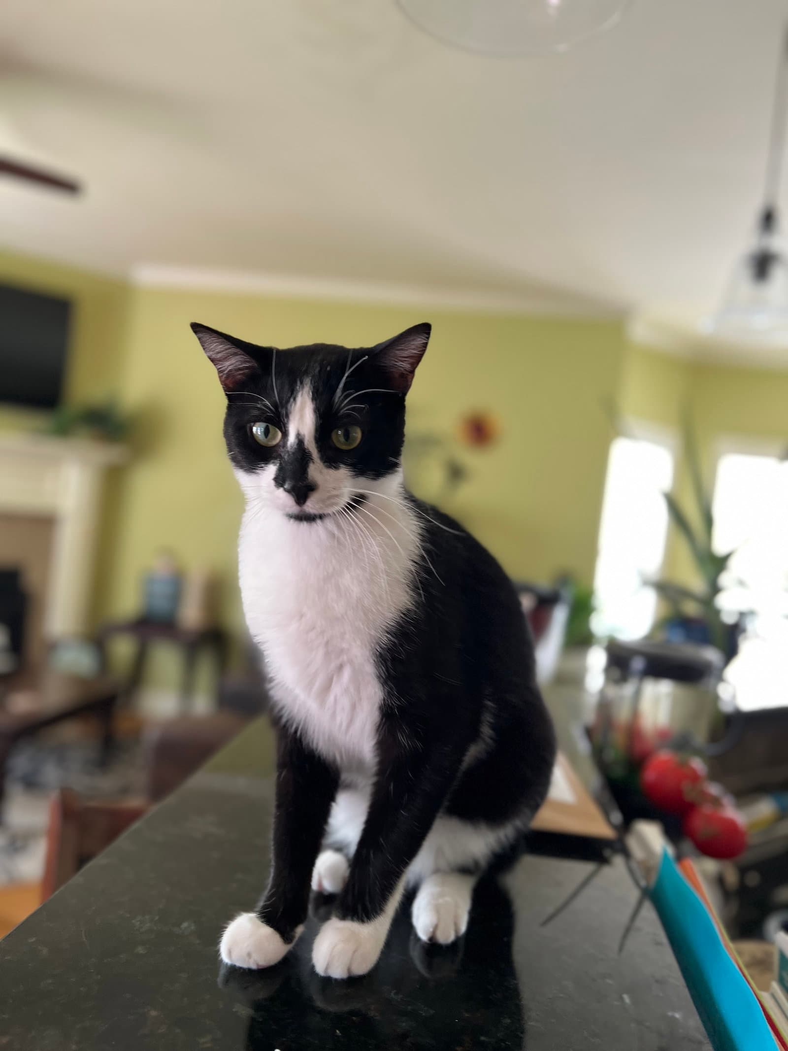 General Meow