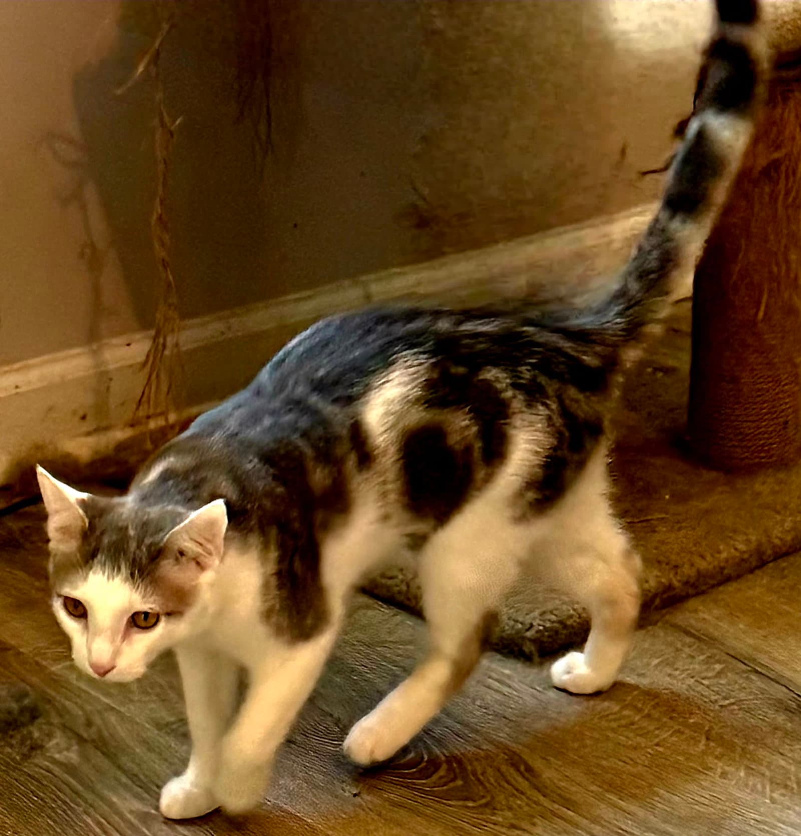 Kitten Gizmo
