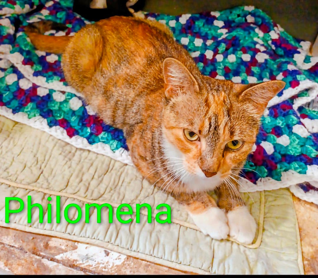 Kitty Phantastic Philomenia