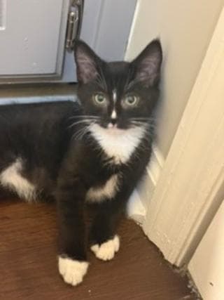 Kitten Master Goose