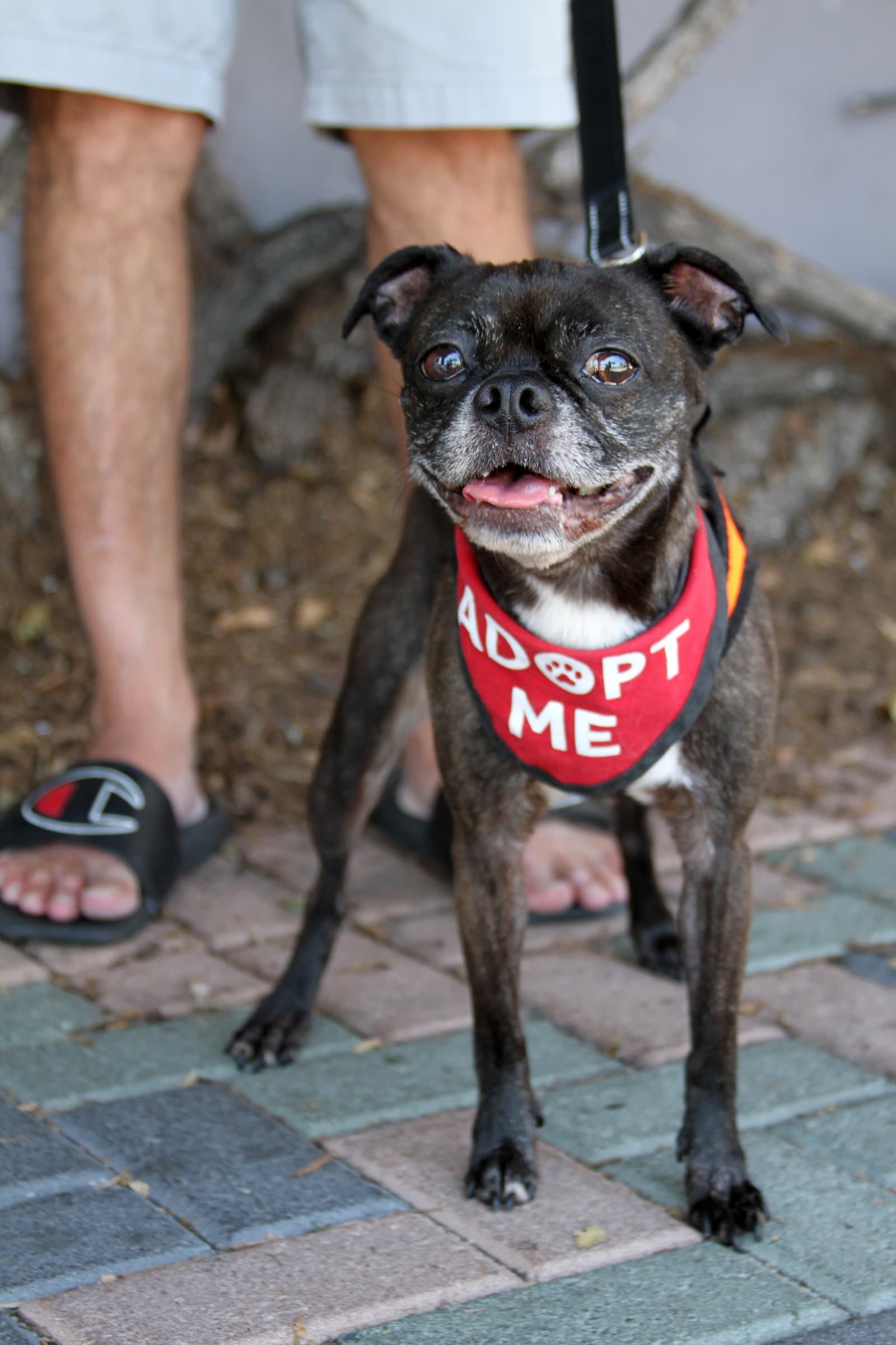 Luna *ADOPTION PENDING*