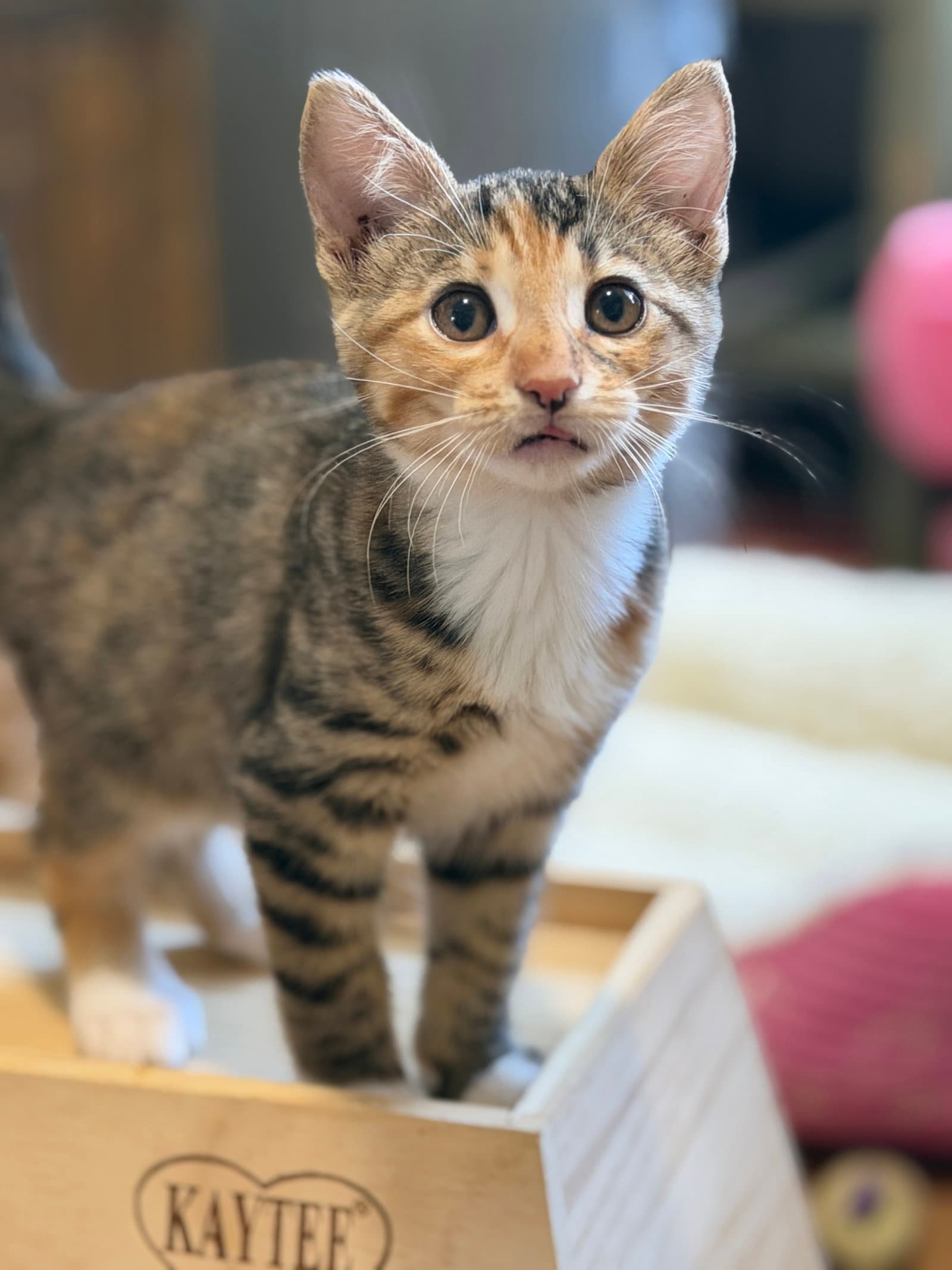 Hazel