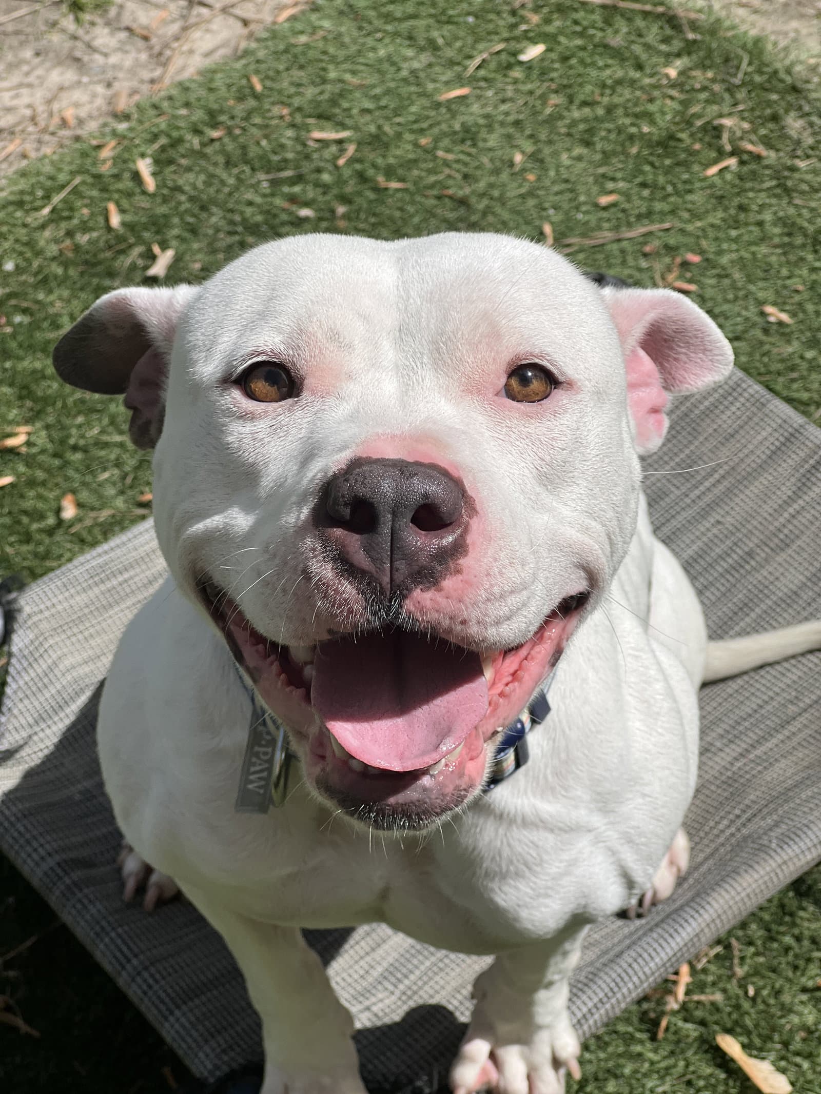 Abbie in Chesapeake VA