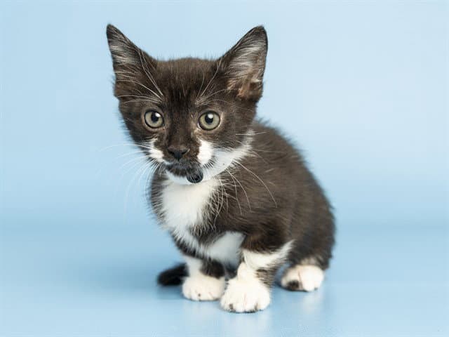 COCO