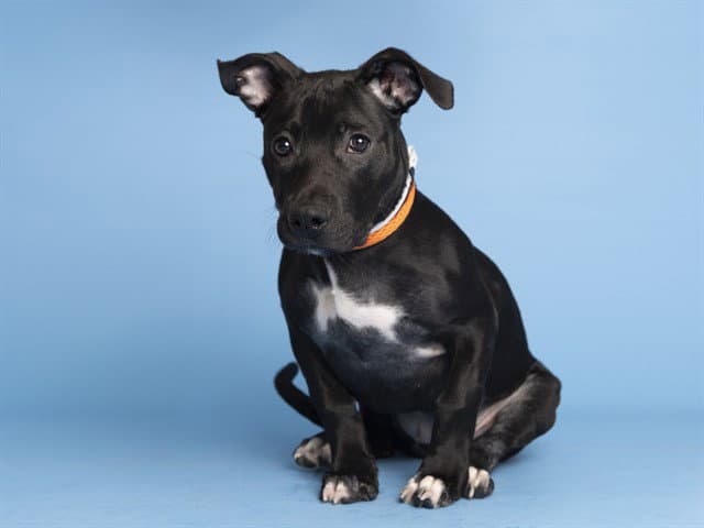 LAYLA