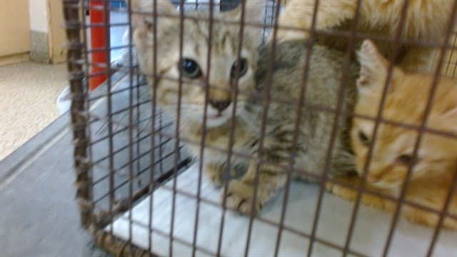 Milly
