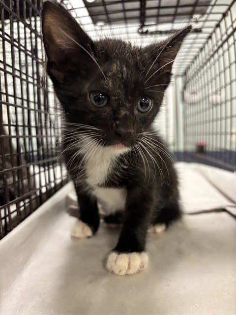 Oreo