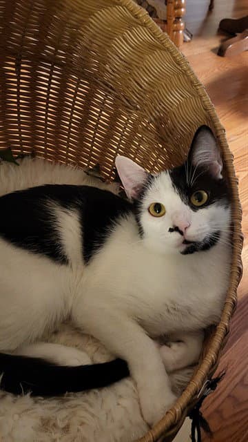 Bella