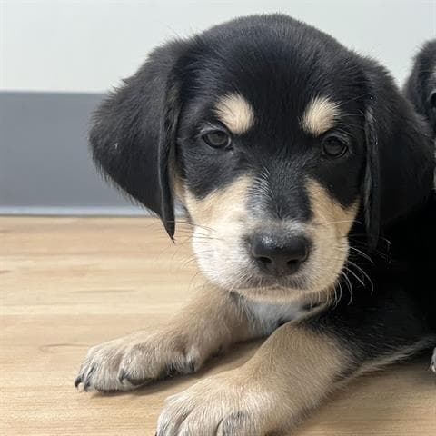 Bruno