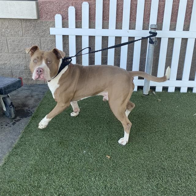 CANELO