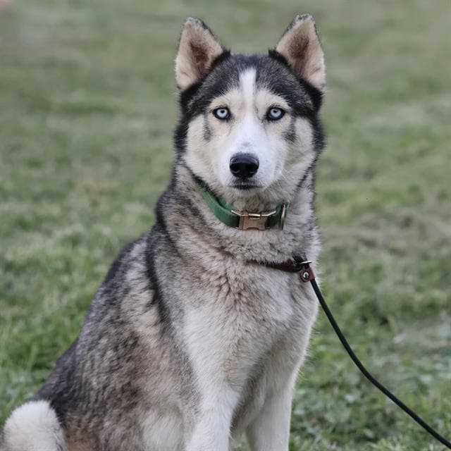 *NIKKI