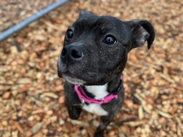 Mia
