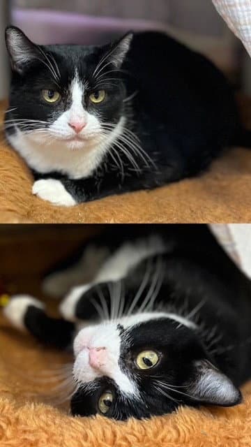 MIRIBELLE