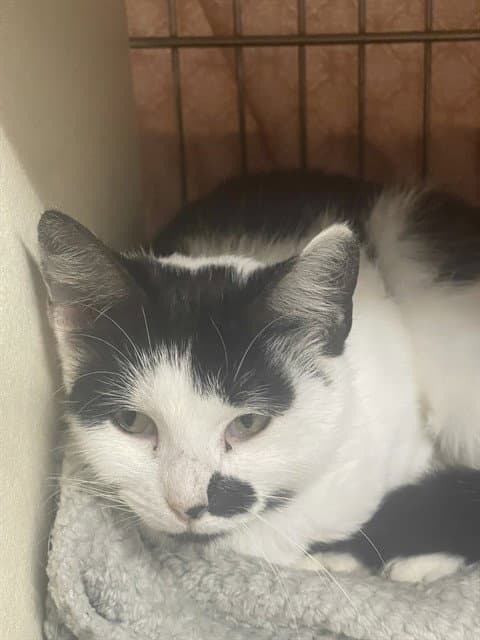 BELLATRIX