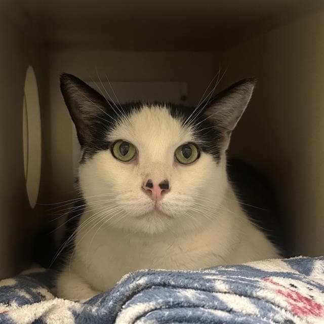 LEO